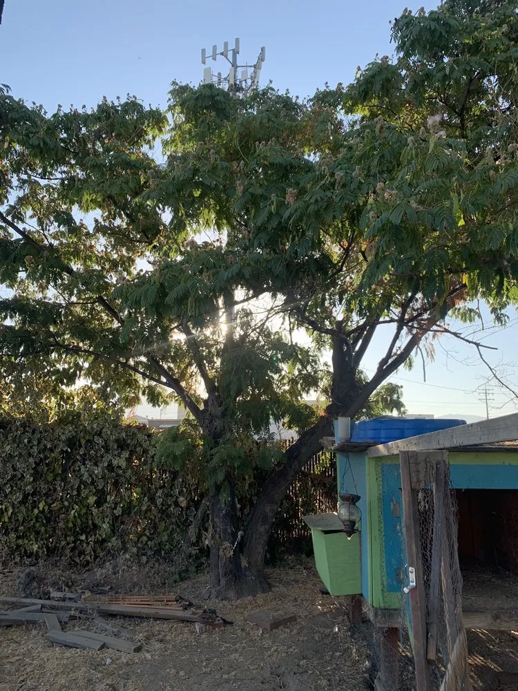 Expert yard cleanup service for outdoor upgrades across Riverside, CA - Camarillos Tree Service