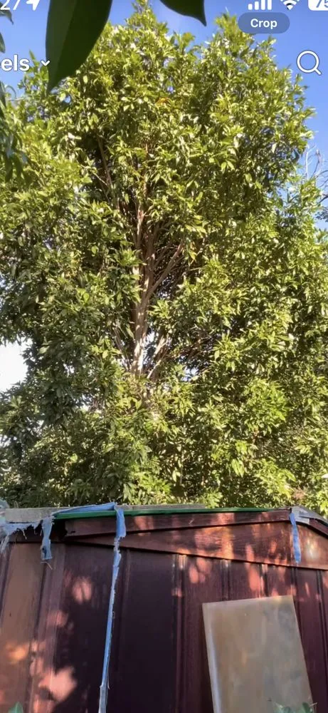 Trusted lawn care service with custom design across Honolulu, HI - Cambe’s Yard Services