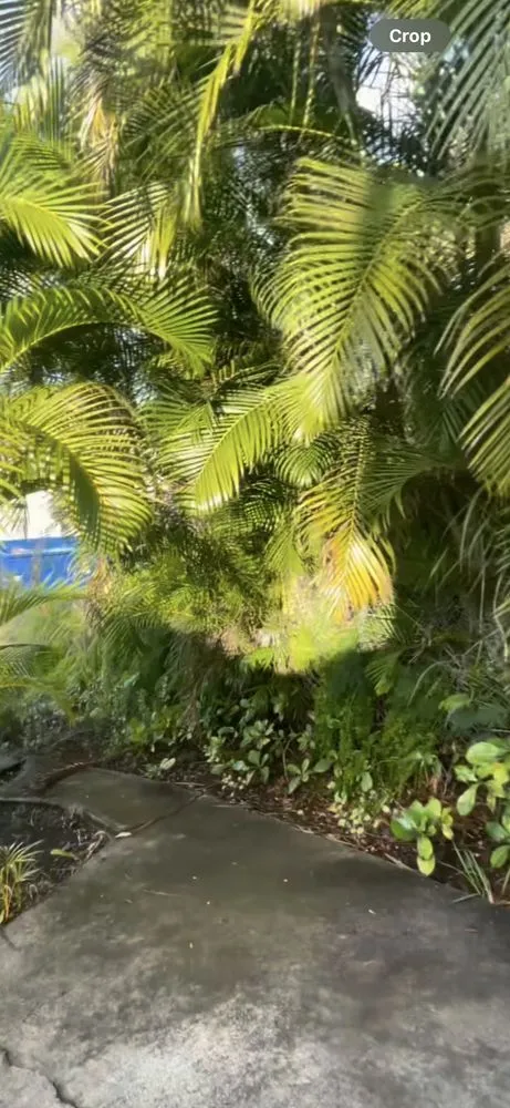 Trusted lawn mowing service experts serving Honolulu, HI - Cambe’s Yard Services