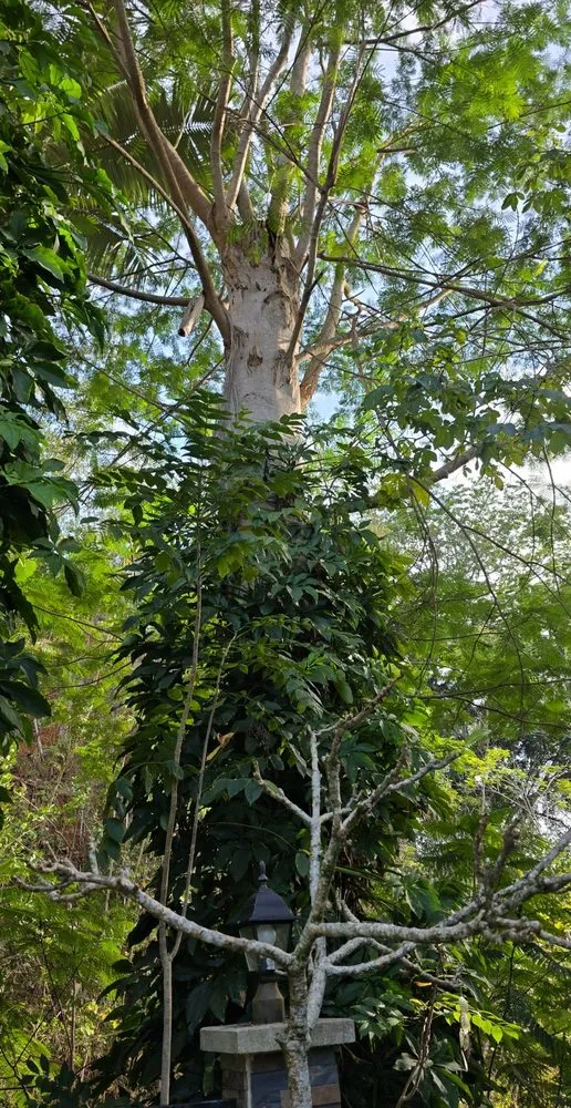 Affordable lawn care service in Honolulu, HI by Cambe’s Yard Services