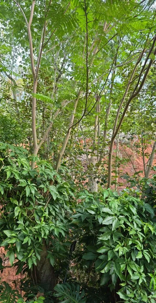 Reliable yard maintenance experts serving Honolulu, HI - Cambe’s Yard Services