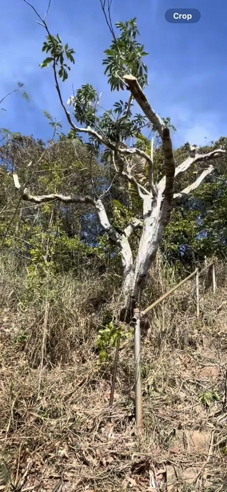 Local lawn mowing service experts serving Honolulu, HI - Cambe’s Yard Services