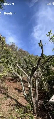 Cambe’s Yard Services Logo