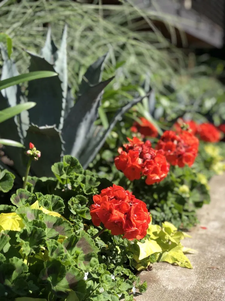 Reliable lawn care service near you in Seattle, WA by Camden Gardens