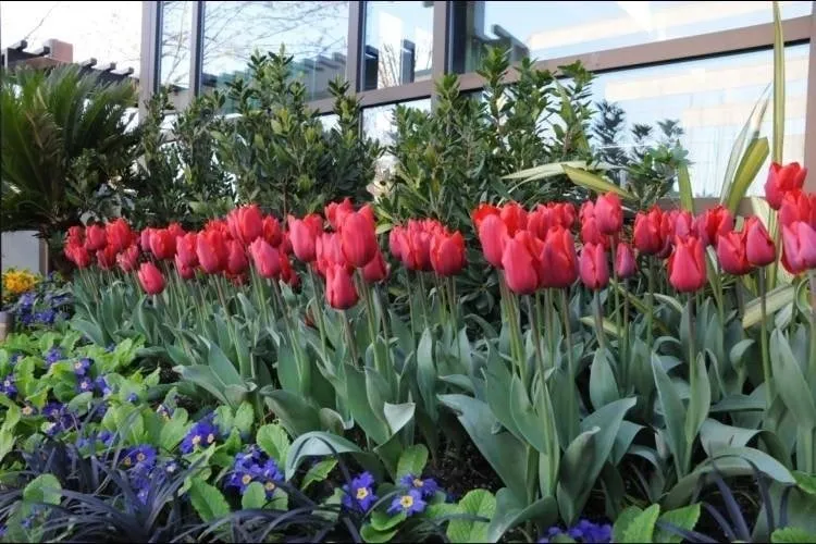 Reliable garden landscaping in Seattle, WA by Camden Gardens