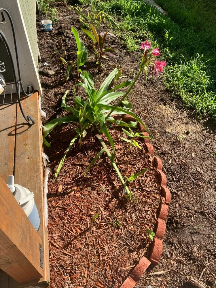 Reliable landscape installation in Washington, NC - Cameron Hank Landscaping and Mowing