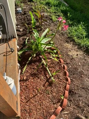 Cameron Hank Landscaping and Mowing Logo