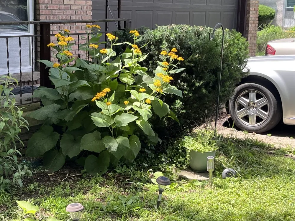 Trusted yard cleanup service in Ypsilanti, MI - Cameron’s Lawn Care & Auto Detailing