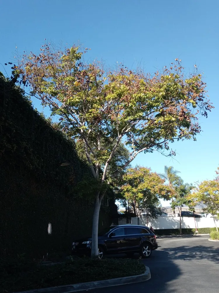 Trusted lawn mowing service in Rancho Cordova, CA by Camilas Landscape