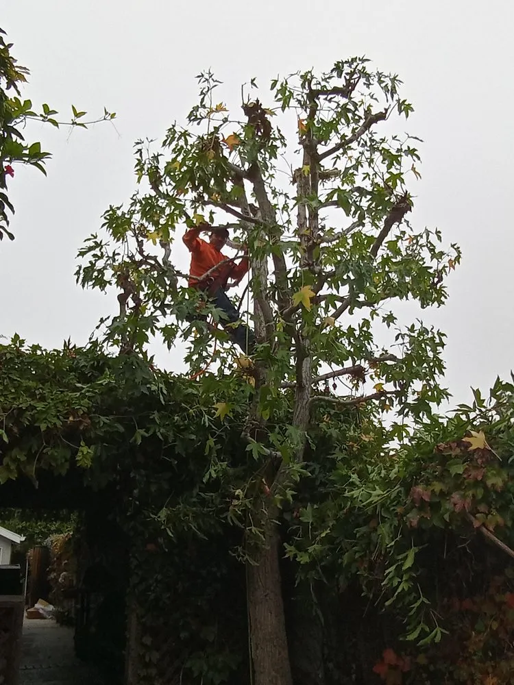 Professional yard cleanup service for residential properties across Rancho Cordova, CA - Camilas Landscape