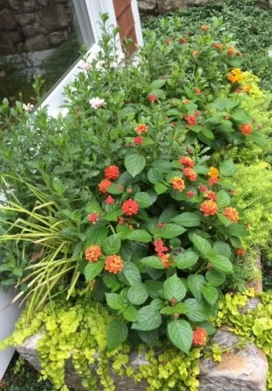 Professional landscaping services in Brewster, NY by Camilla Landscape Design