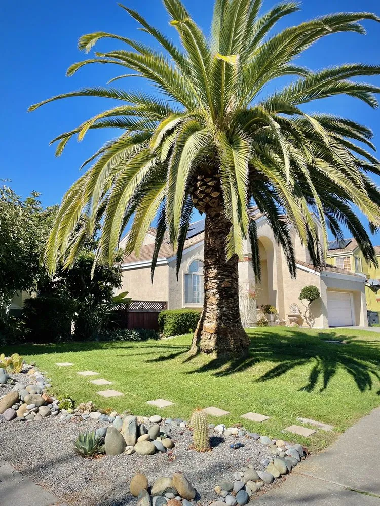 Trusted landscaping services for year-round maintenance in Fairfield, CA by Camilo Tree Service