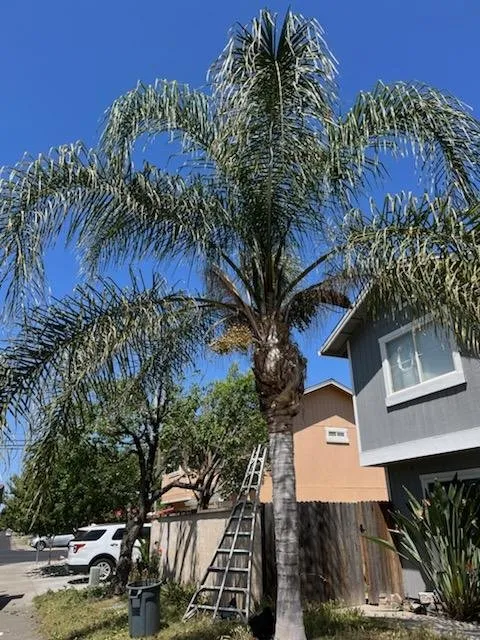 Reliable outdoor landscaping in Fairfield, CA - Camilo Tree Service