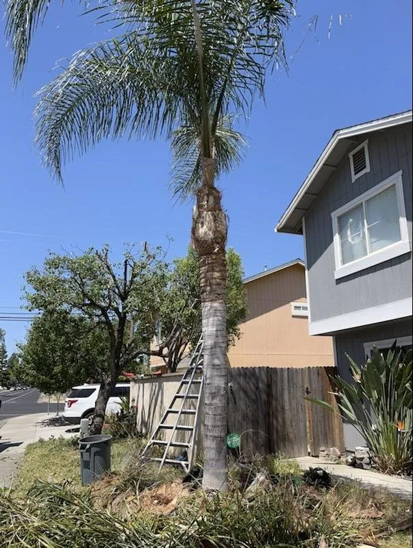 Affordable landscape installation for homes in Fairfield, CA by Camilo Tree Service