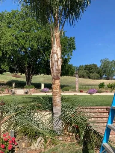 Custom lawn mowing service experts serving Fairfield, CA - Camilo Tree Service