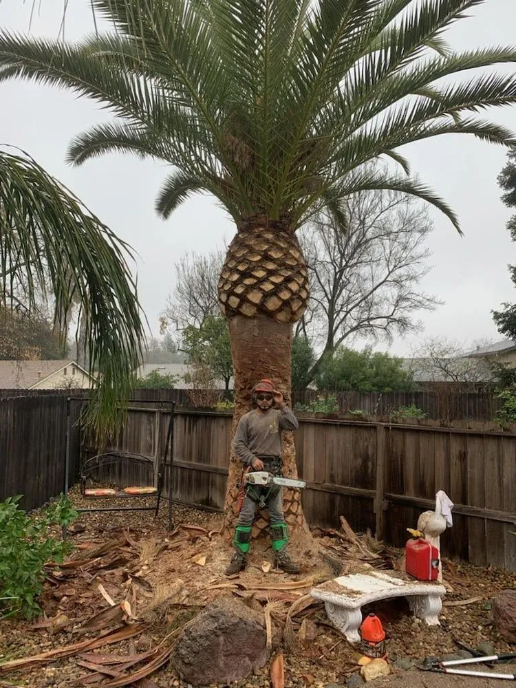 Professional yard maintenance for residential properties across Fairfield, CA - Camilo Tree Service