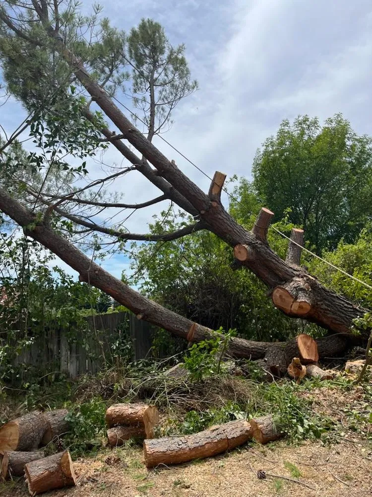 Top-rated garden landscaping in Fairfield, CA - Camilo Tree Service