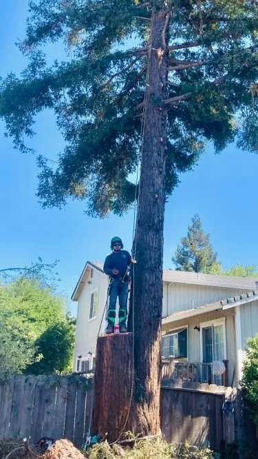 Reliable landscape design in Fairfield, CA - Camilo Tree Service