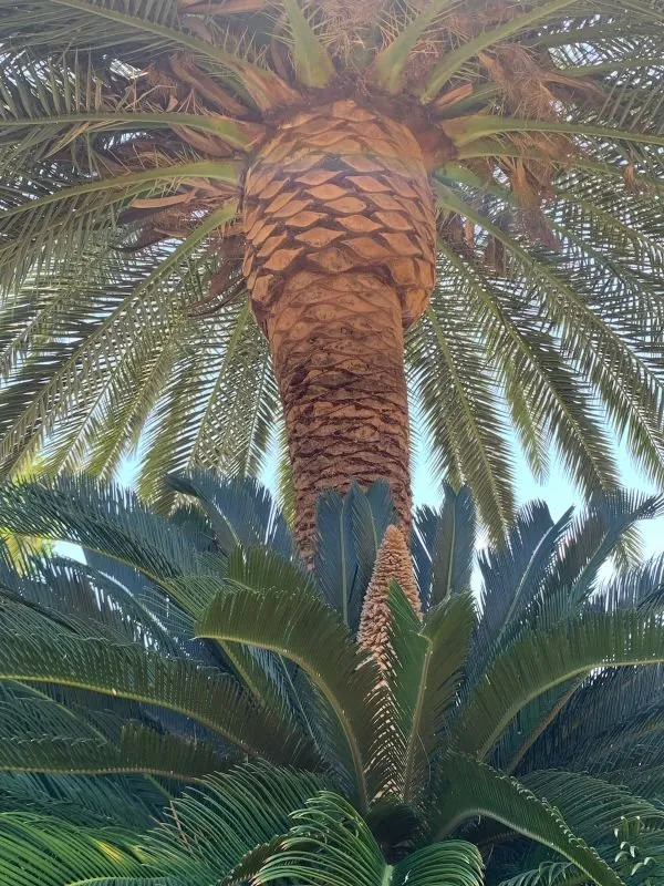 Local yard maintenance for beautiful yards in Fairfield, CA by Camilo Tree Service