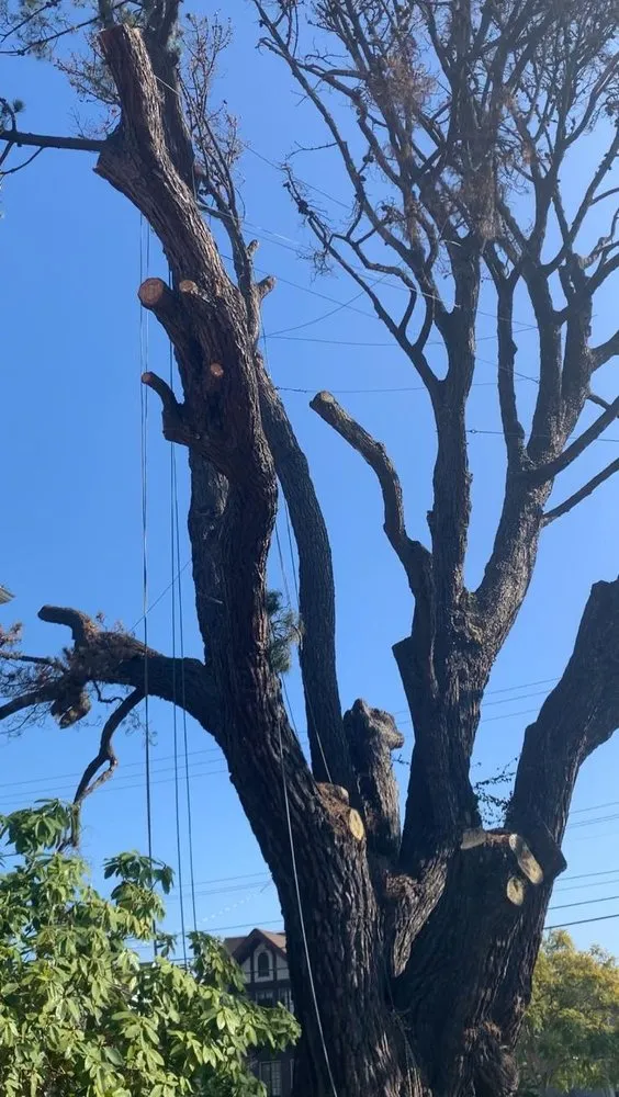 Top-rated landscape installation in Fairfield, CA by Camilo Tree Service