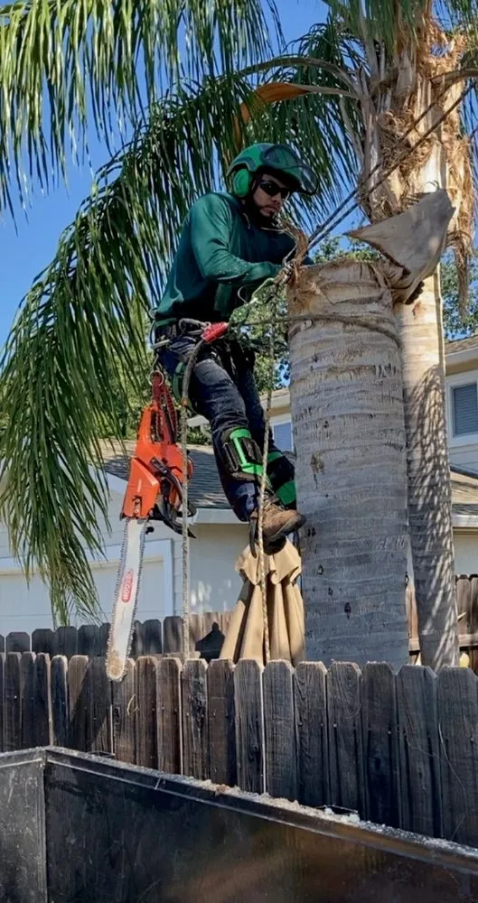 Expert yard cleanup service for homes across Fairfield, CA - Camilo Tree Service