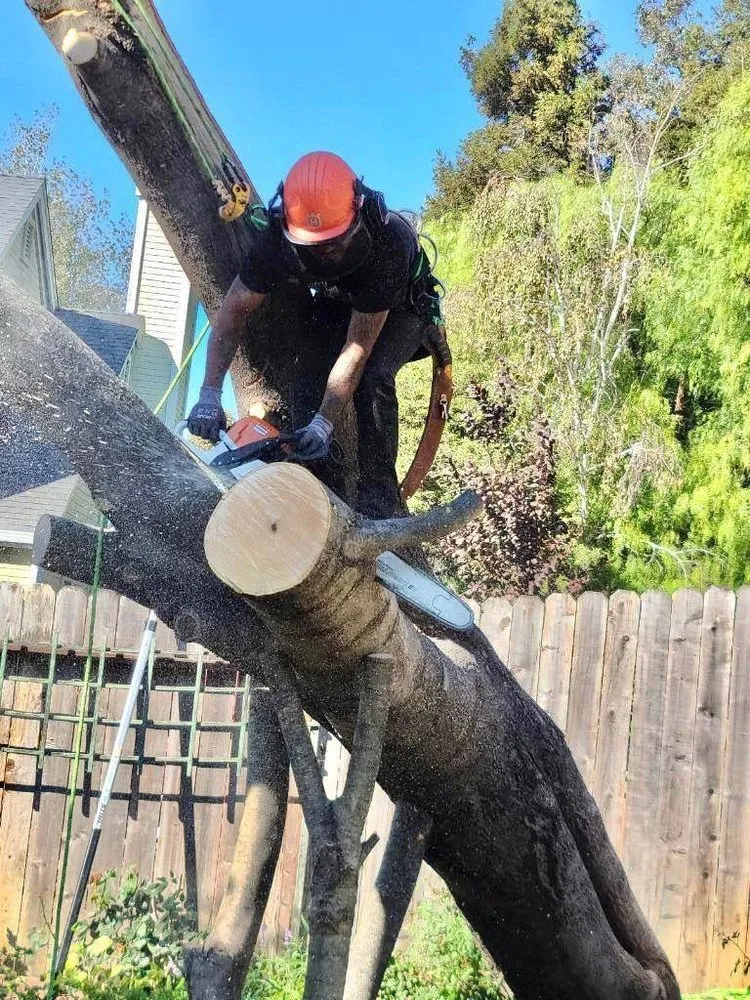 Reliable lawn care service experts serving Fairfield, CA - Camilo Tree Service