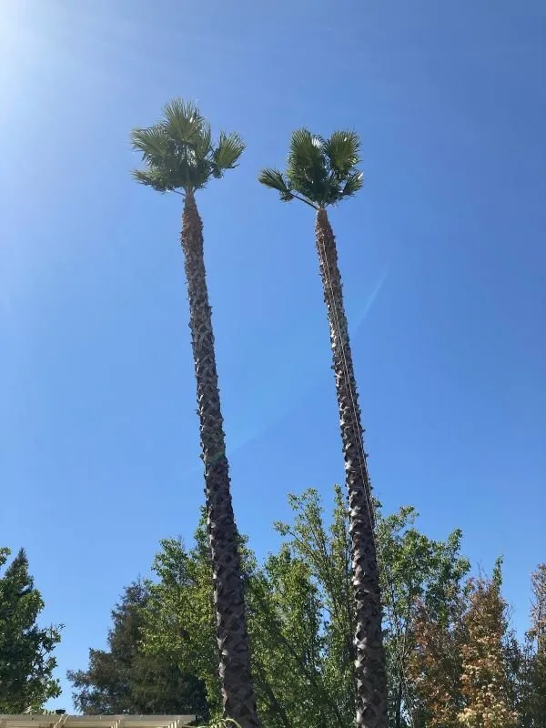 Top-rated landscape design experts serving Fairfield, CA - Camilo Tree Service