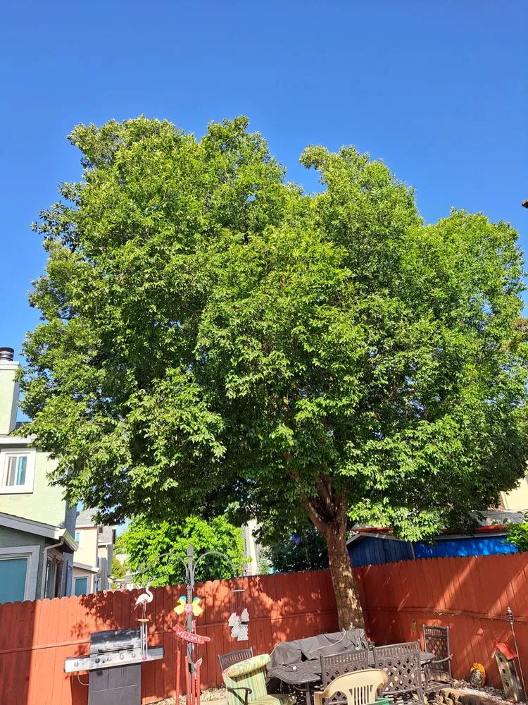 Reliable landscape installation in Fairfield, CA - Camilo Tree Service