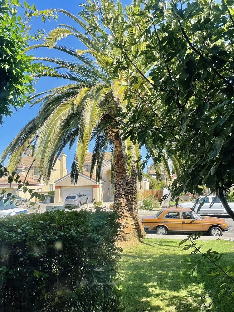 Trusted yard maintenance for year-round maintenance across Fairfield, CA - Camilo Tree Service