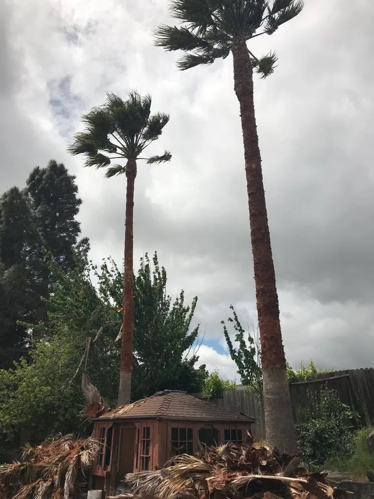 Expert landscaping services for outdoor upgrades across Fairfield, CA - Camilo Tree Service