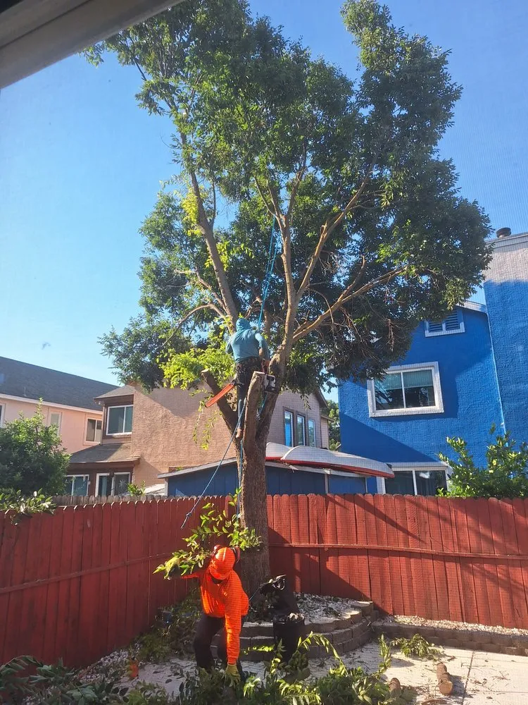 Expert lawn mowing service in Fairfield, CA - Camilo Tree Service