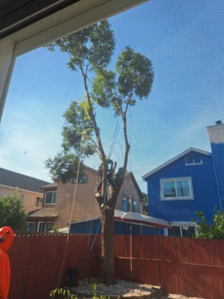 Expert lawn mowing service with custom design across Fairfield, CA - Camilo Tree Service