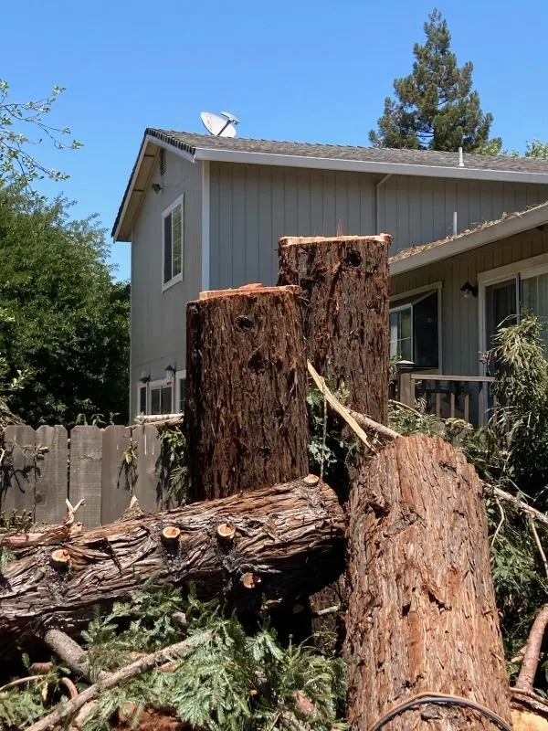 Custom lawn care service experts serving Fairfield, CA - Camilo Tree Service