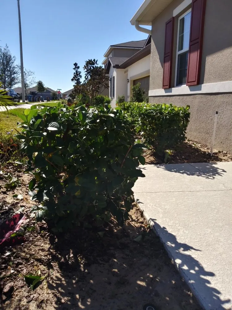 Professional yard maintenance for year-round maintenance across Haines City, FL - Camis Landscaping