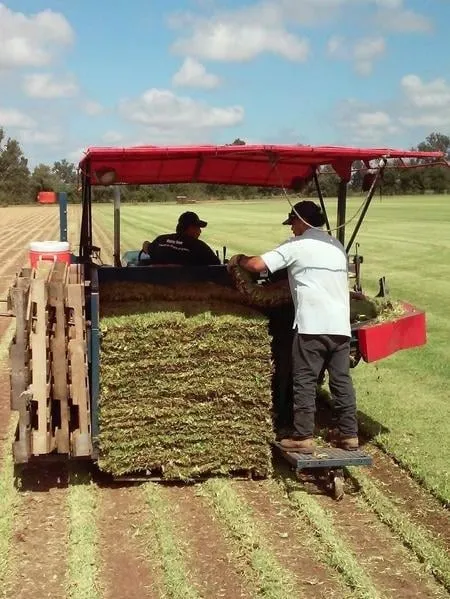 Reliable lawn care service in Bullard, TX by Camp Davis Stone