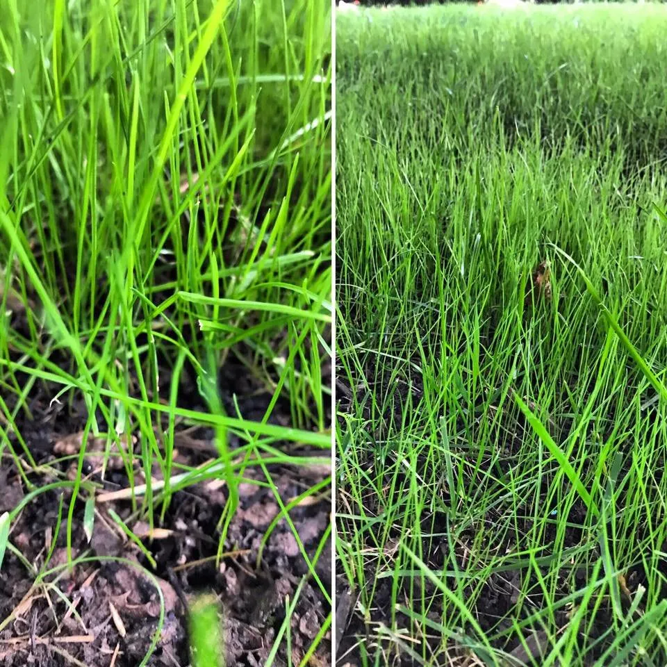 Top-rated yard cleanup service with custom design across Sterling, VA - Campbell Lawn & Irrigation