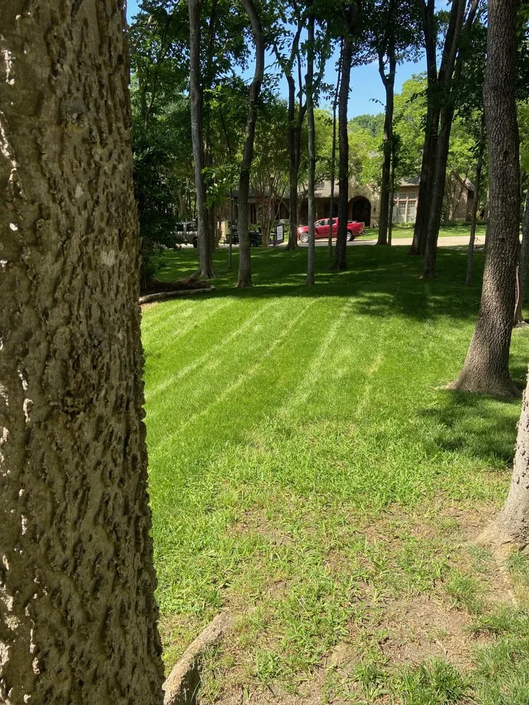 Local yard cleanup service experts serving Parker, TX - Campbell Services