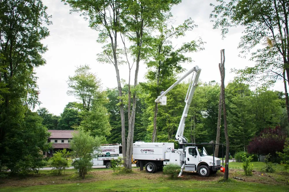 Expert yard maintenance in Slippery Rock, PA by Campbell Tree Service