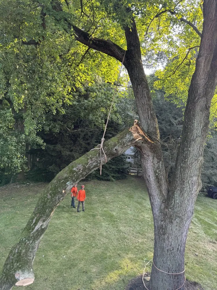 Reliable lawn care service for homes across Newark, DE - Campbell's landscape services