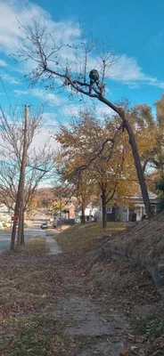 Campbell's Lawn & Tree Service Logo