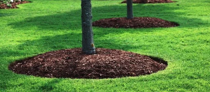 Affordable landscaping services in Inlet Beach, FL by Campbell's Lawn Service