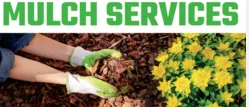 Custom yard cleanup service in Inlet Beach, FL by Campbell's Lawn Service