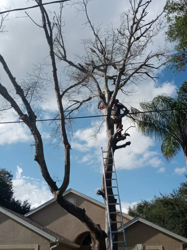 Local yard cleanup service in Melbourne, FL by Campbell's Quality Services