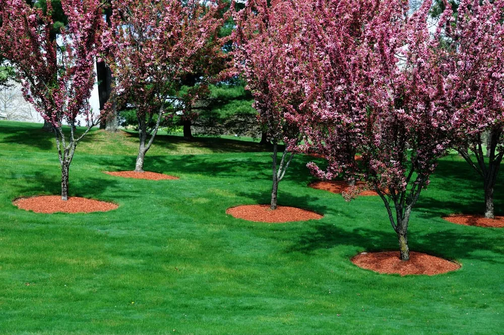 Custom lawn mowing service with custom design in Everett, MA by Campos and Son Landscaping