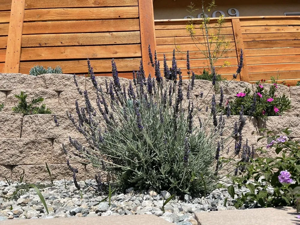 Top-rated landscape design with custom design across Alhambra, CA - Campos Garden 777