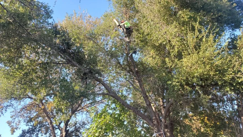 Reliable lawn care service for outdoor upgrades in Antioch, CA by Campos Landscaping and Tree Service