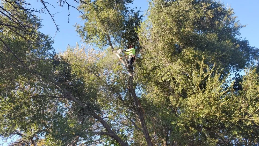 Top-rated landscaping services for residential properties across Antioch, CA - Campos Landscaping and Tree Service