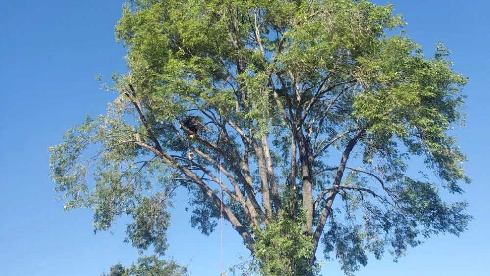 Custom landscape installation for homes in Antioch, CA by Campos Landscaping and Tree Service