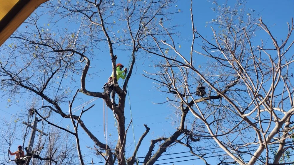 Top-rated yard maintenance experts serving Antioch, CA - Campos Landscaping and Tree Service