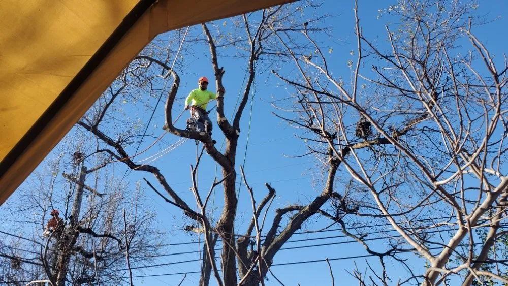 Reliable outdoor landscaping for beautiful yards across Antioch, CA - Campos Landscaping and Tree Service